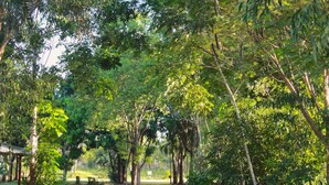 Un sendero entre árboles y follaje verde.