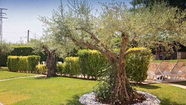 Property grounds - House Parenzana (Vizinada)