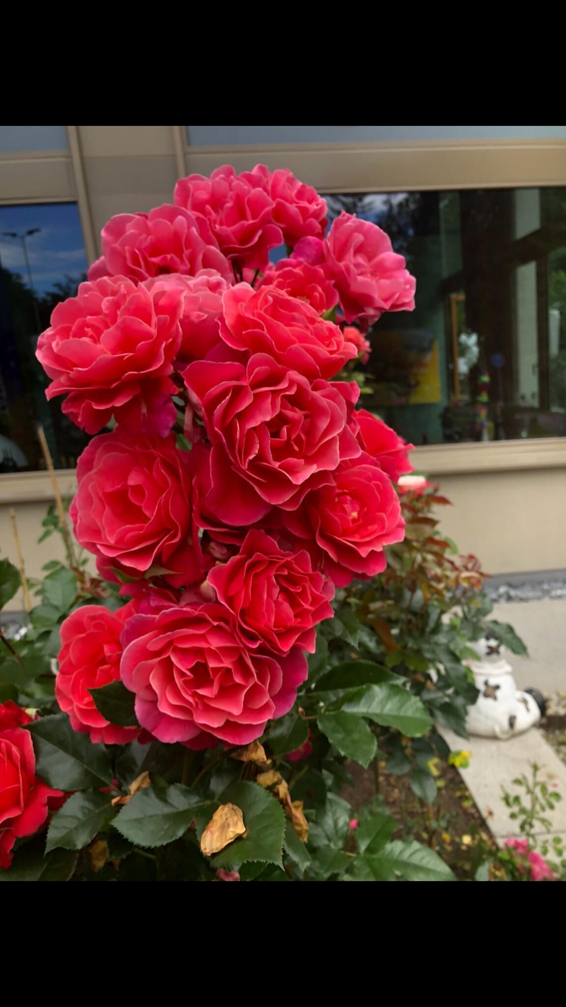 A cluster of vibrant red roses in a garden setting.
