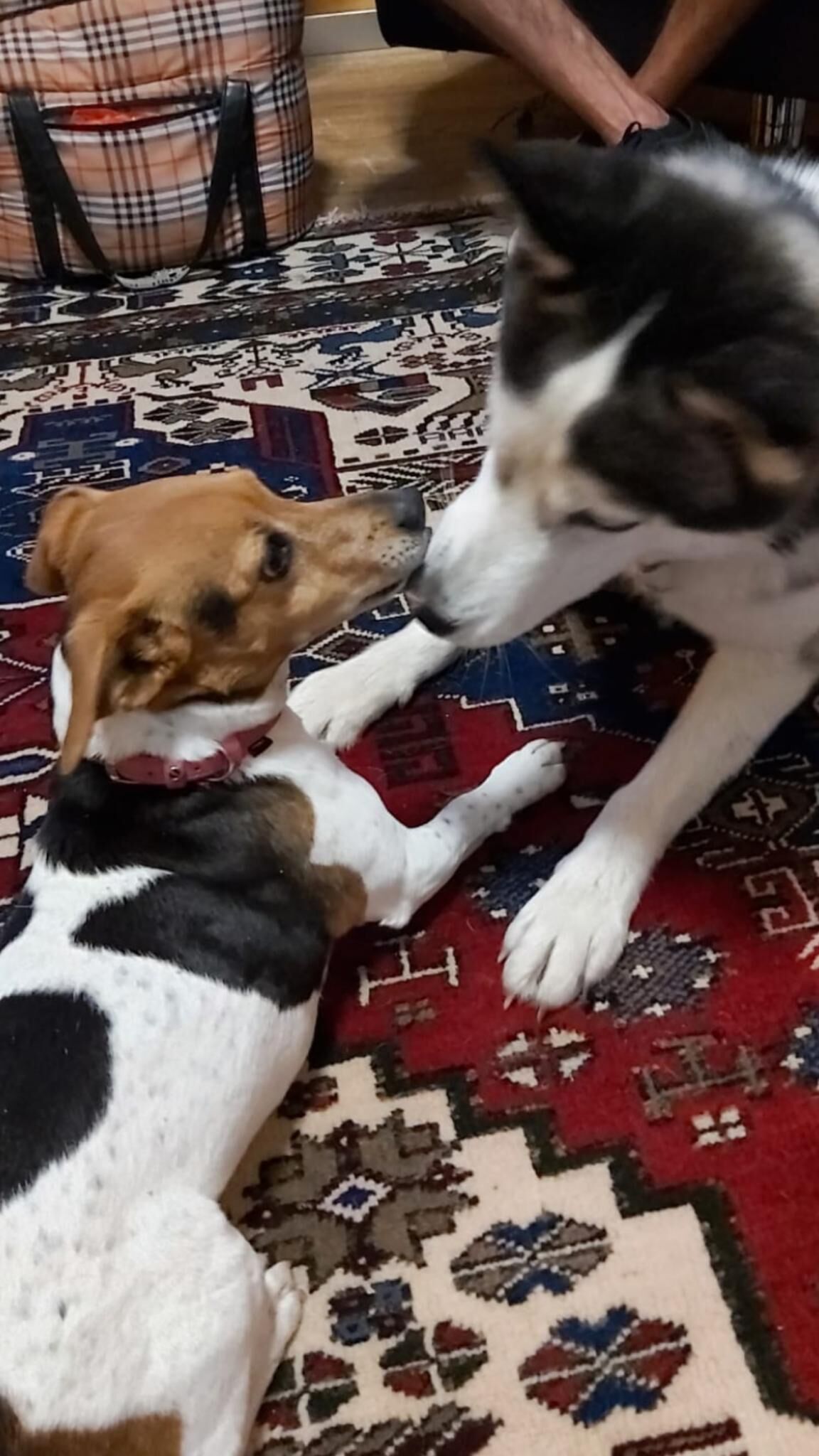 Photo - Swiss Star Home