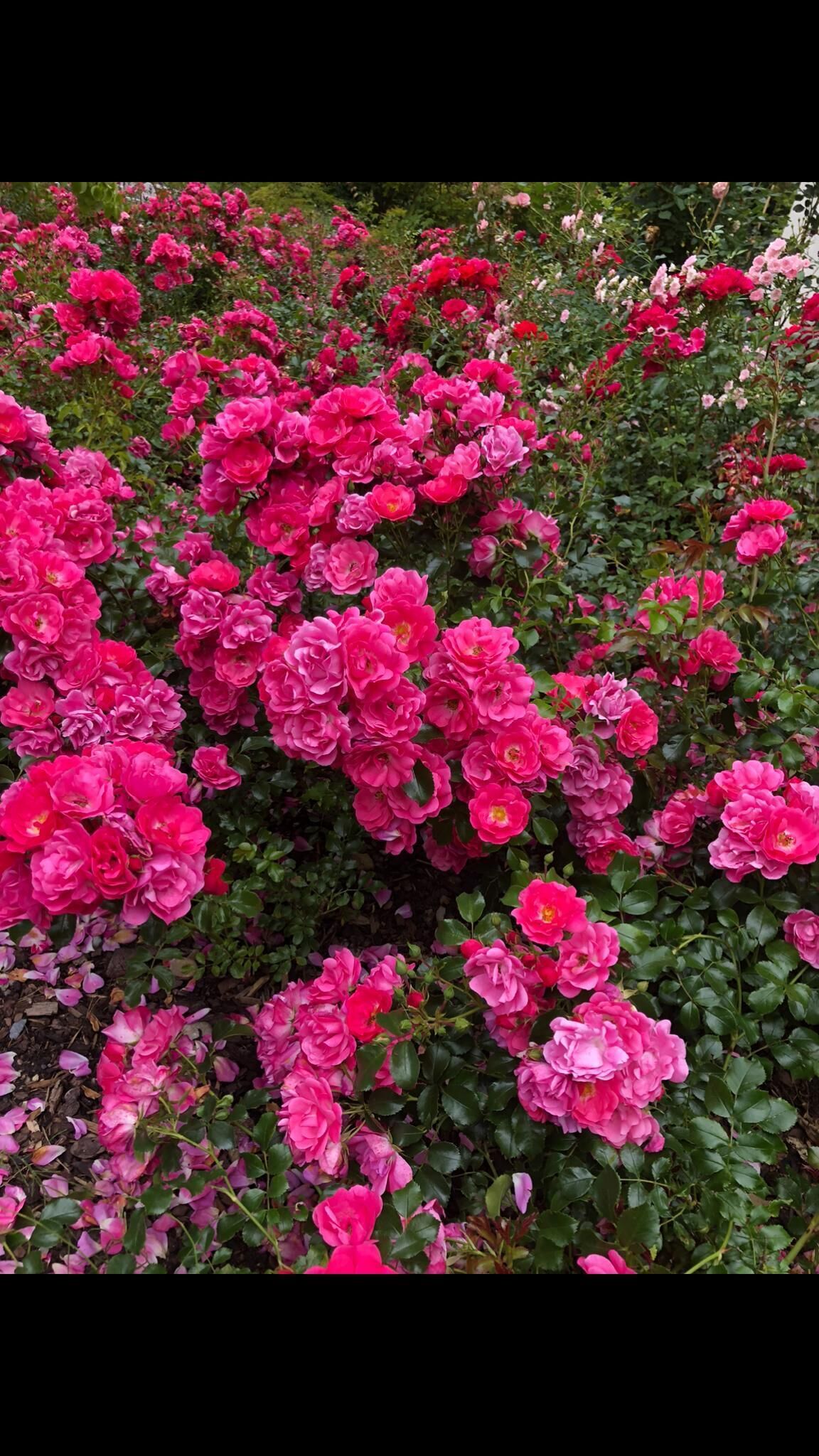 Photo - Swiss Star Home