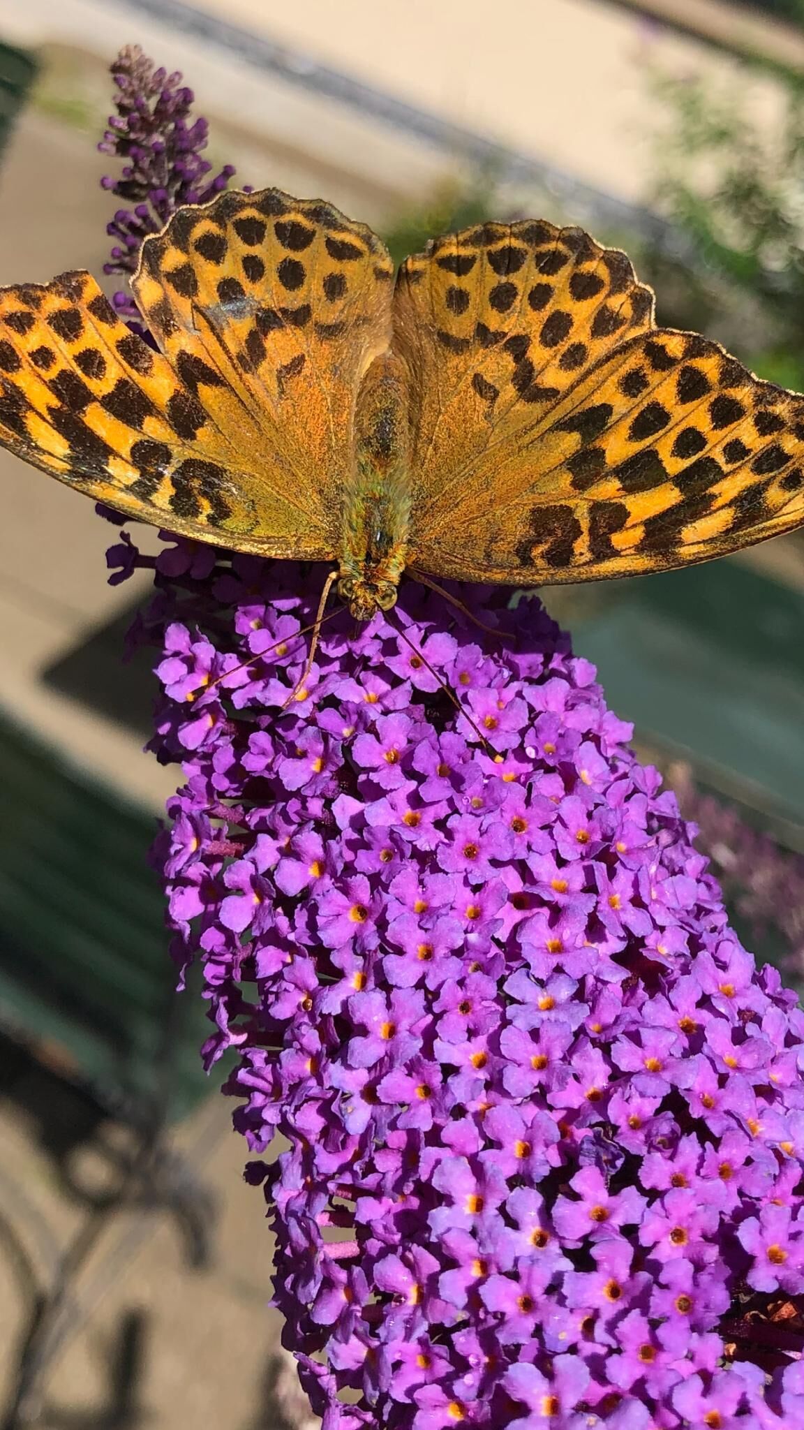 Photo - Swiss Star Home