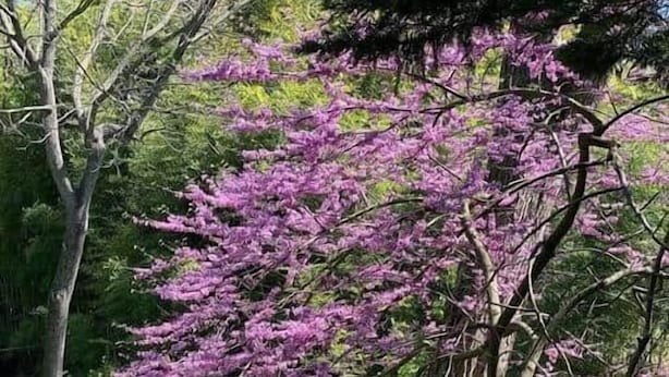 A park with a curved wooden bridge, a tree with purple blossoms, and a grassy area.