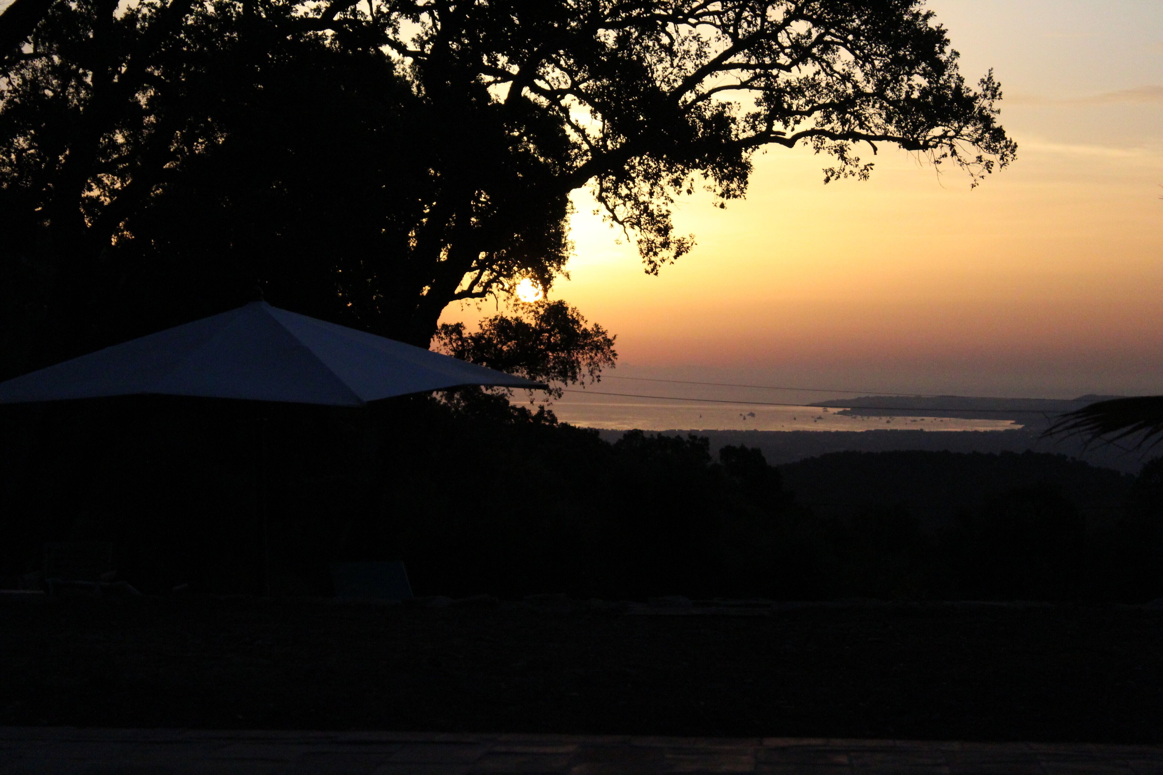 A sunset view with a large tree and a white umbrella.