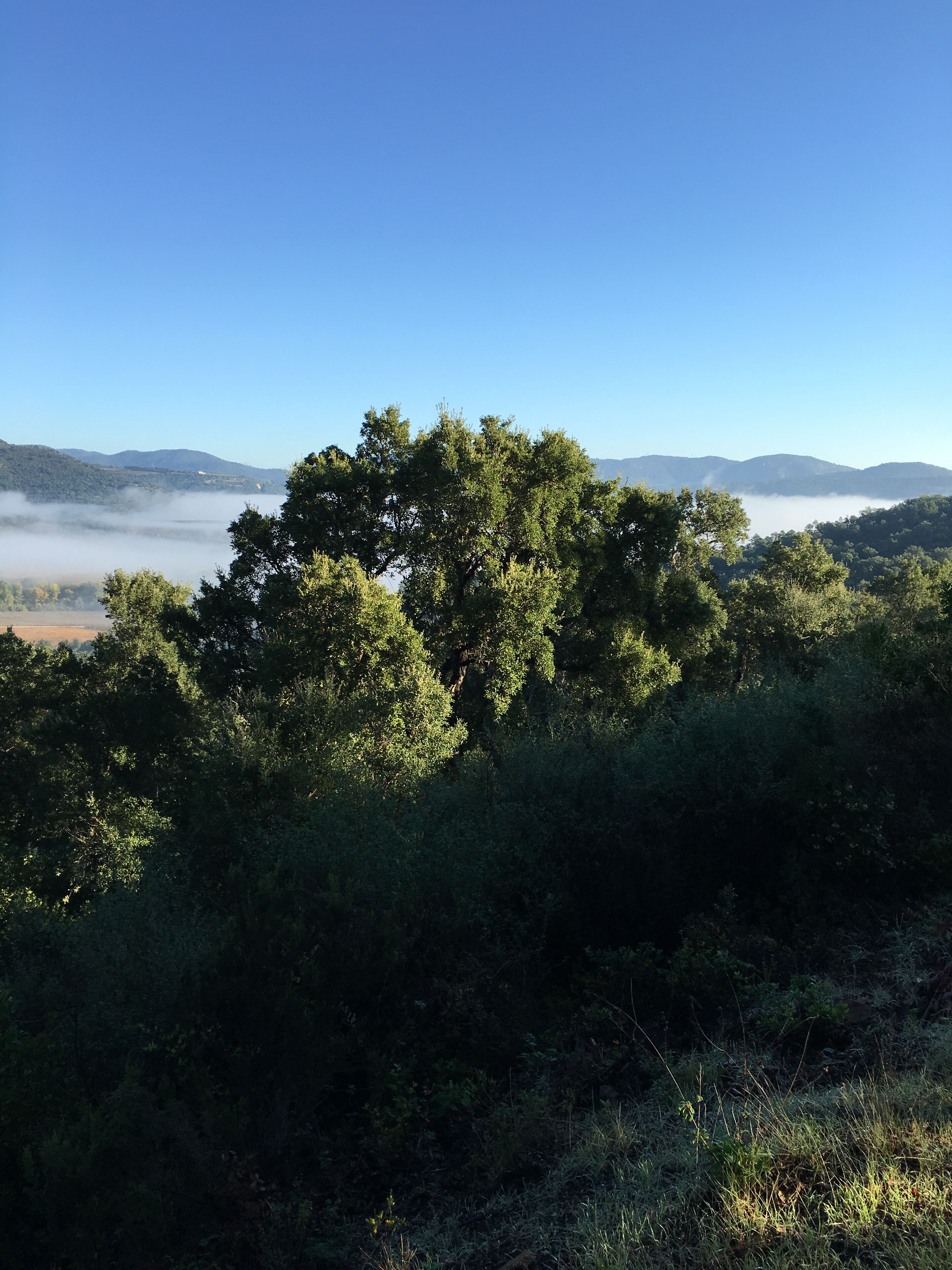 A natural landscape with dense trees and a clear sky.