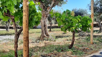 Vineyard