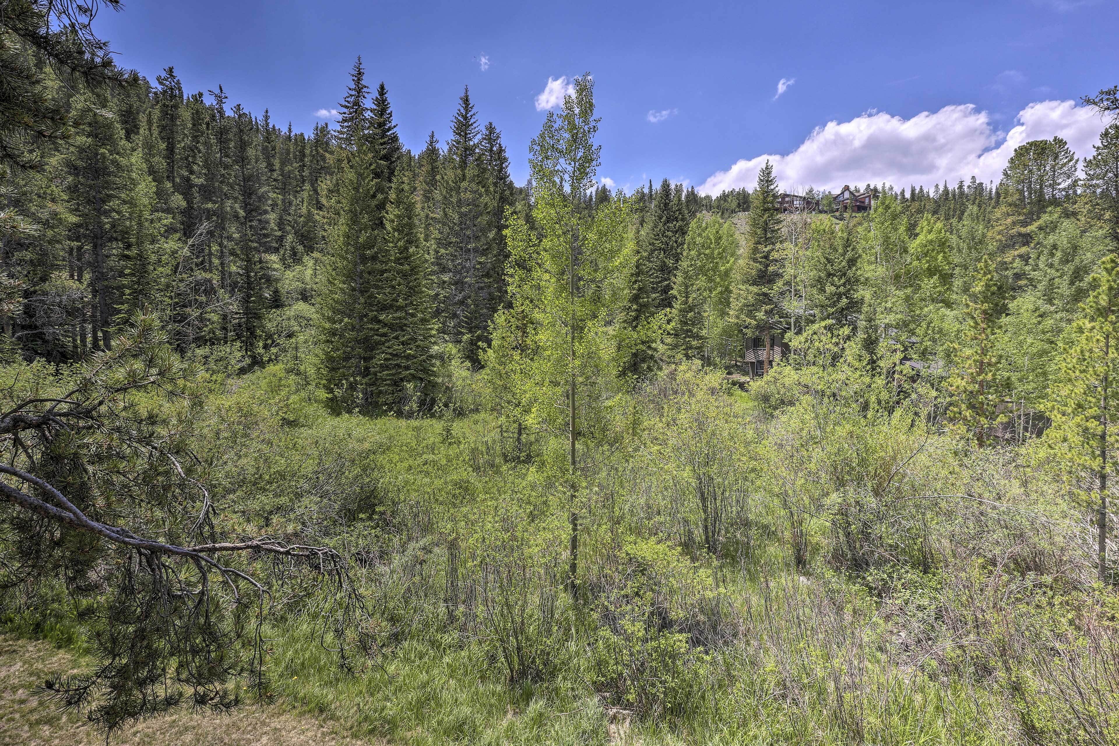 A dense forest with tall trees and a clear sky.