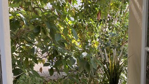 Une fenêtre donnant sur un arbre et des plantes en pot à l’extérieur.