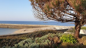 Kustlandschap met een zandstrand, een kalme zee en een boom op de voorgrond.
