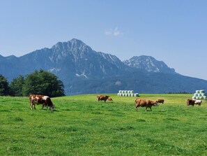 Eine grüne Wiese mit Kühen und Heuballen, im Hintergrund ein Gebirge.