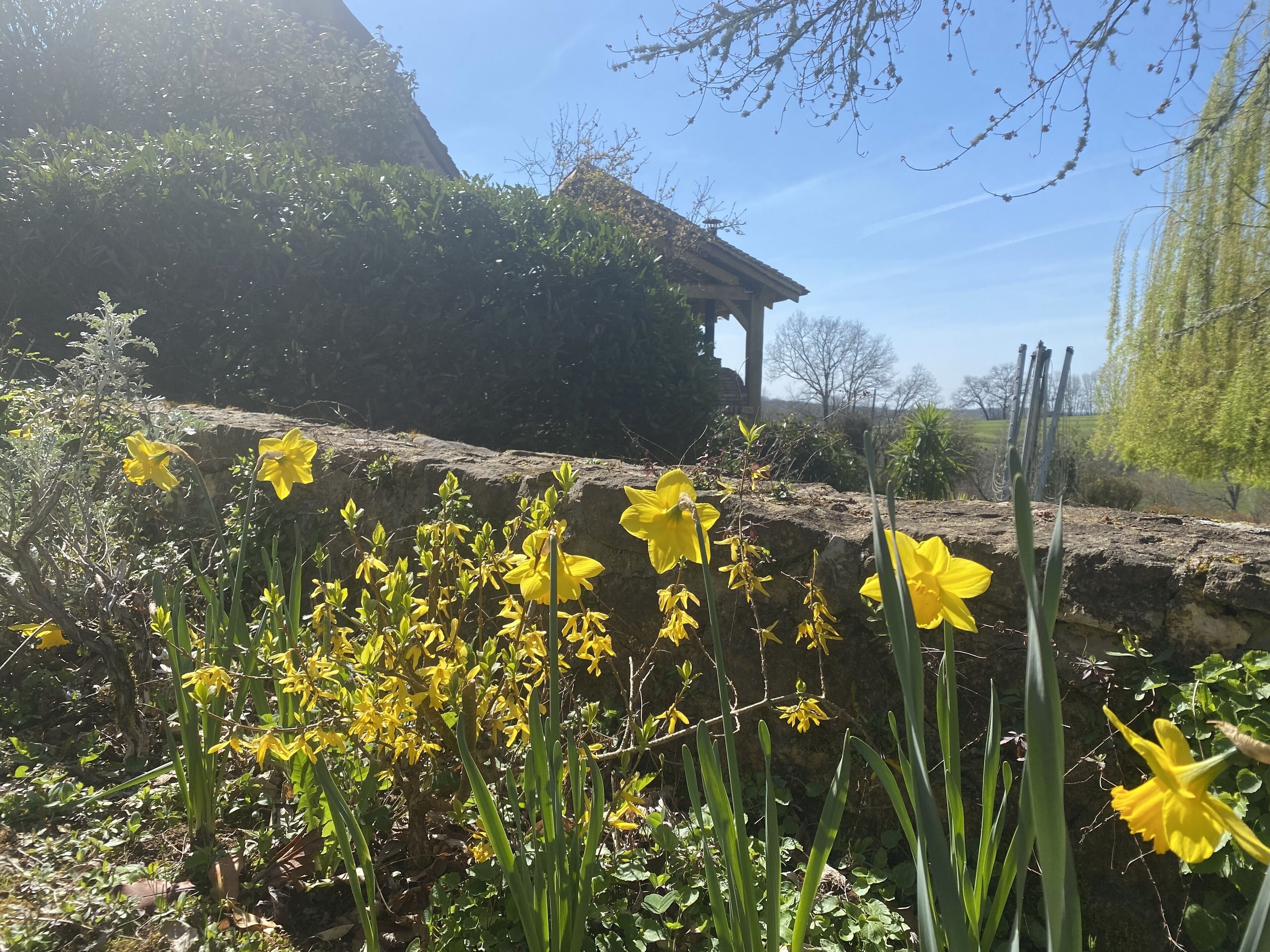 Un giardino con fiori gialli e un muro in pietra.