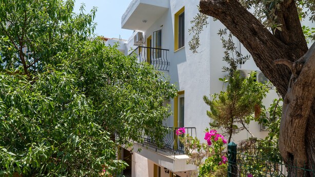 Un sendero estrecho que conduce a un edificio con balcones, rodeado de abundante vegetación y un árbol.