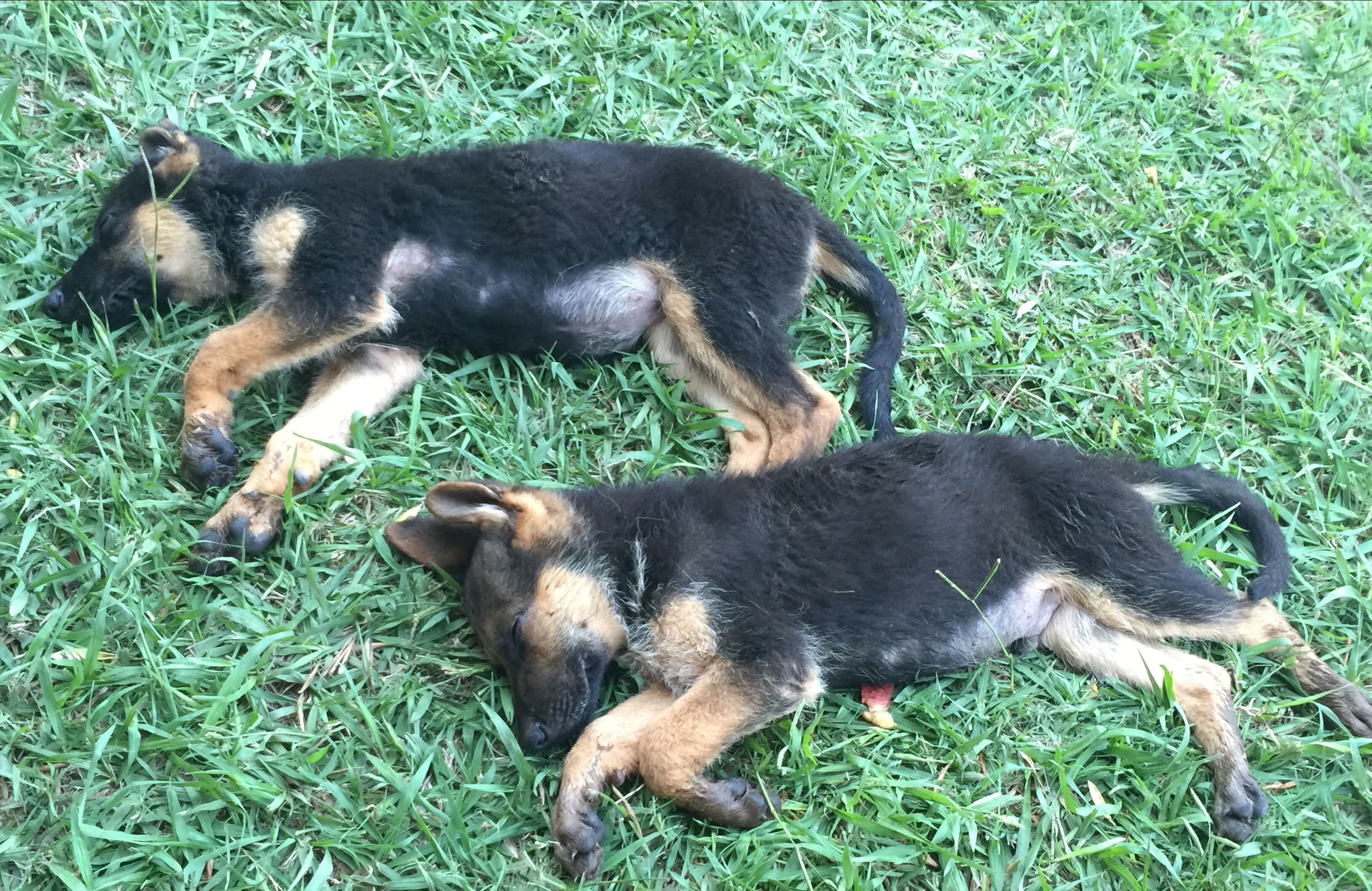 Deux chiens dorment sur une surface herbeuse.