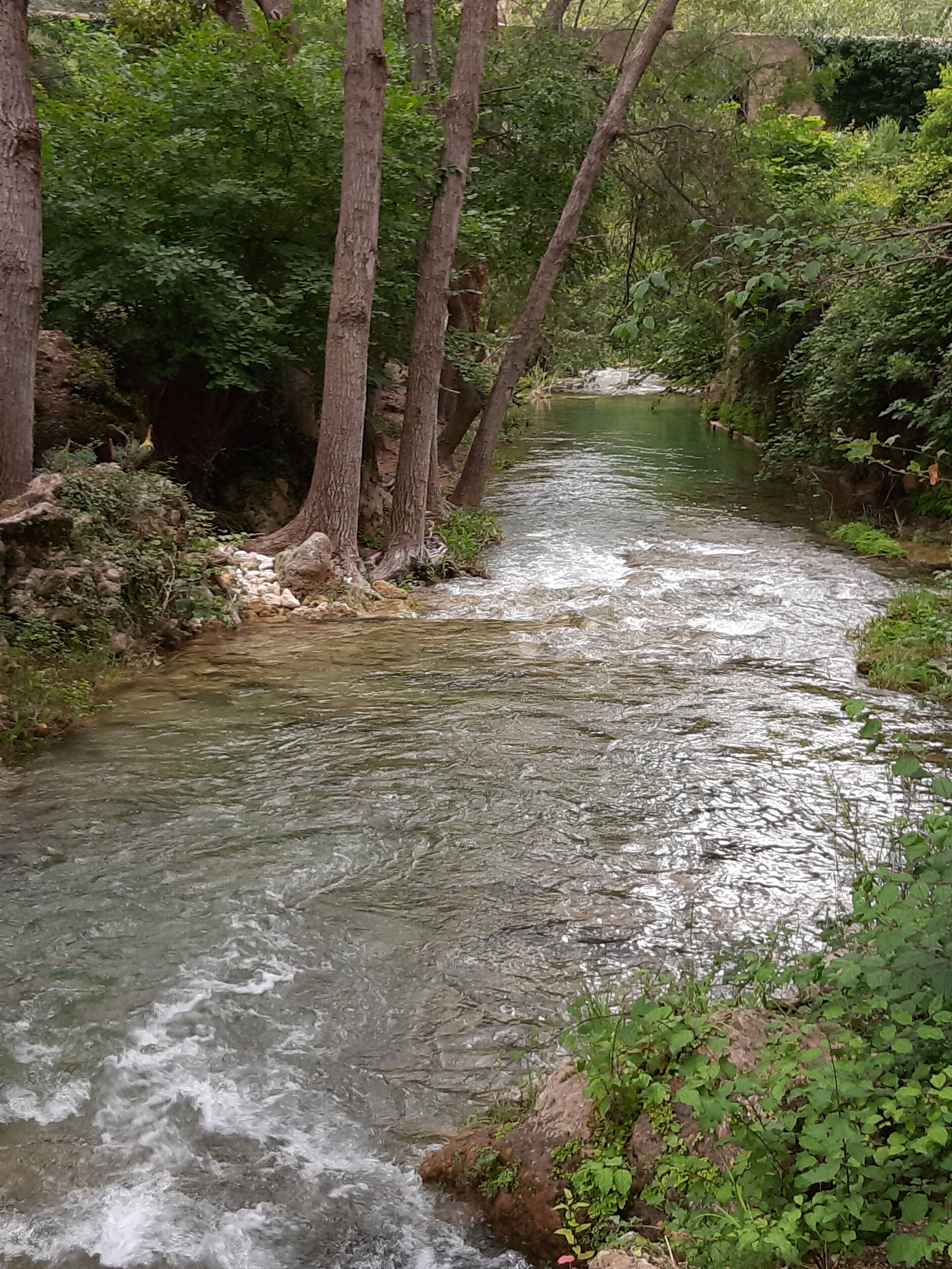 A river flowing through a forested area with trees and rocks along the banks.