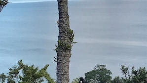 Blick von einem Balkon auf ruhiges Gewässer mit fernen Bergen, einer Palme und einem Weinglas auf der Brüstung.