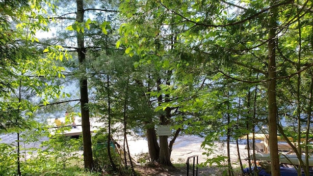 A forested path leading to a dock by a body of water.