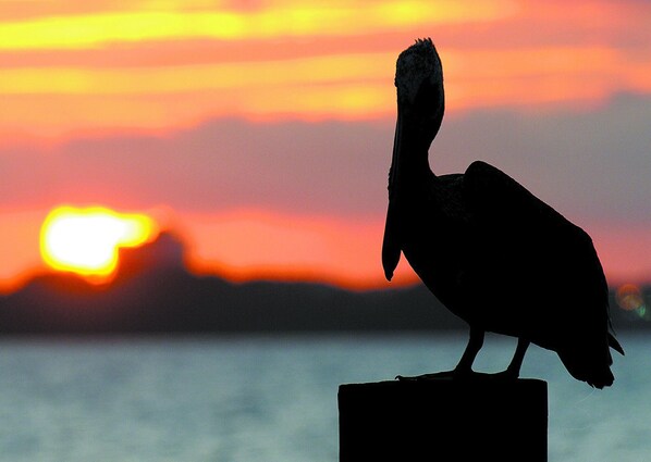 Silueta de un pájaro contra un atardecer.