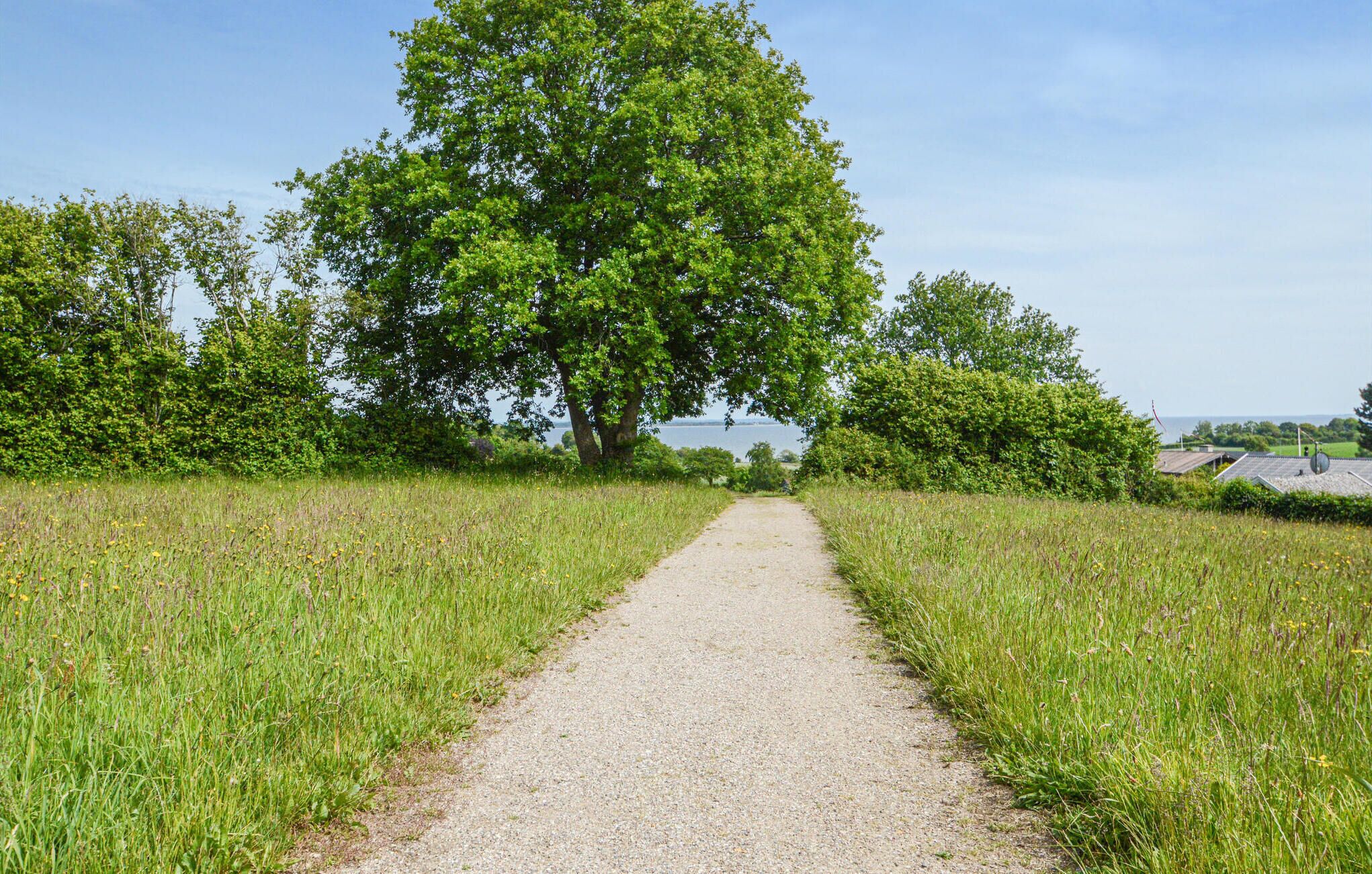 A gravel path leading to a large tree in a grassy field.