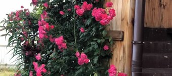 Relax Cottage near Zhulyany airport 