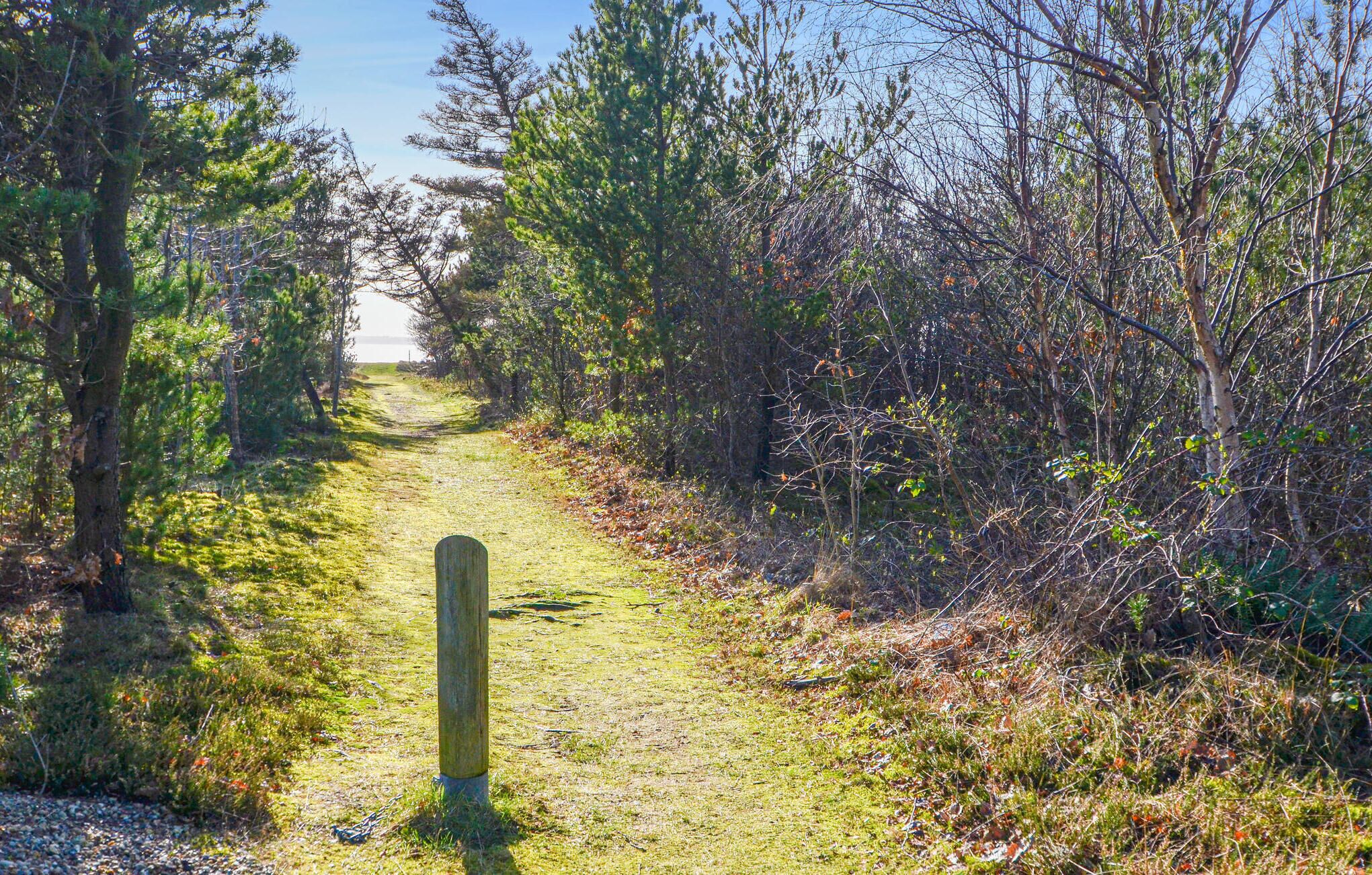 Un sentier étroit, recouvert de gravier, bordé d’arbres et d’arbustes denses, qui mène à un point de vue lointain.