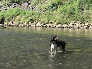 Pet-friendly - Country River Cabin (Murphy)