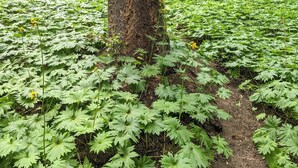 A forest with a tree trunk and two signs, one indicating 'Sagebrush Look' and the other 'Don't Peak Leading Roads'. - Big Mazama Cabin on 5 Acres: Huge Goat Wall Views (Mazama)