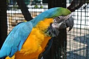 A colorful parrot perches against a wire mesh backdrop, showcasing its vibrant plumage.