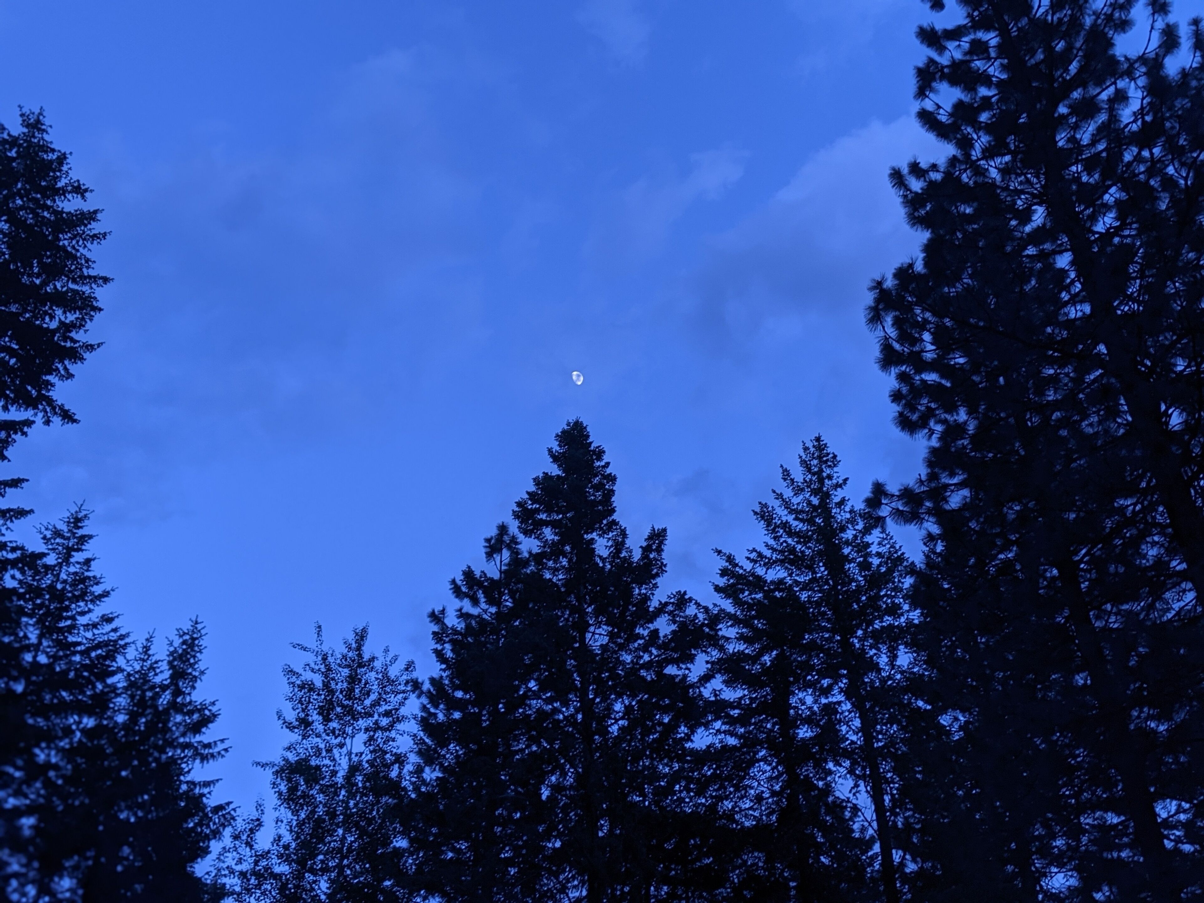 Cielo nocturno con luna visible y siluetas de árboles altos.
