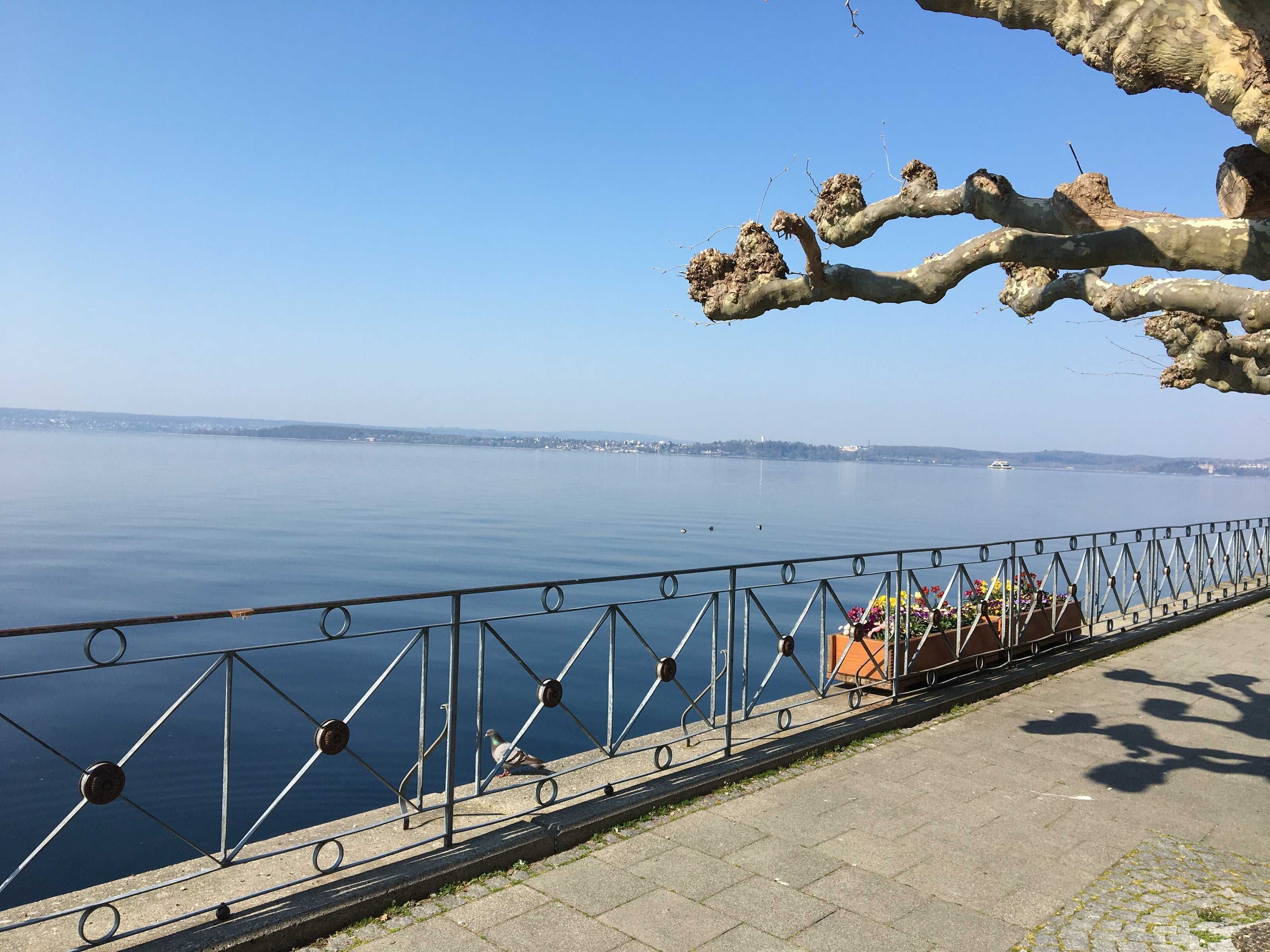 A waterfront promenade with a metal railing, a pigeon, and a distant view of a city skyline.