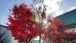 Un jardín con un camino de piedra, follaje rojo y amarillo, y un edificio con techo verde.