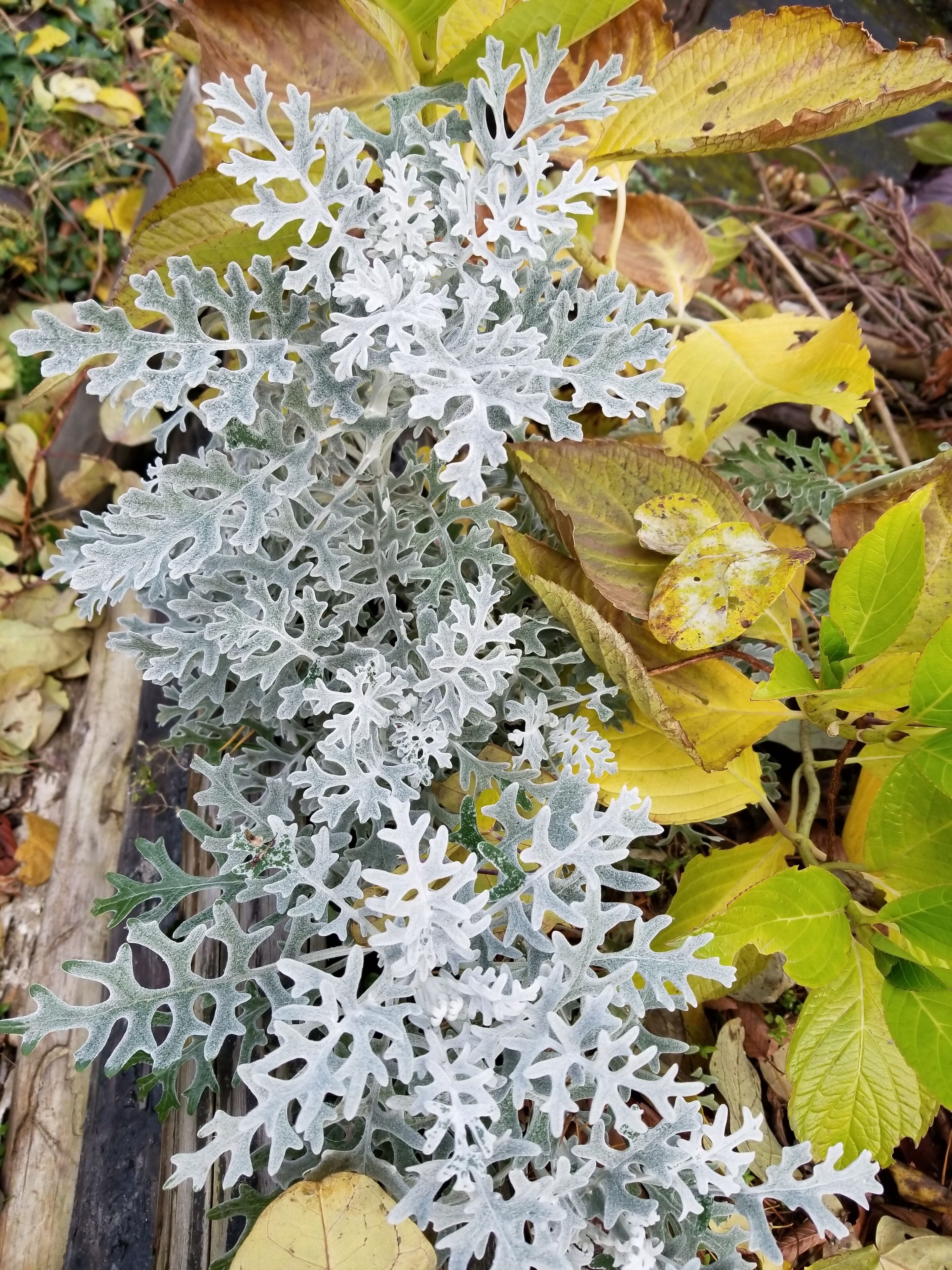 Um jardim com diversas plantas, incluindo um arbusto de folhas prateadas em destaque.