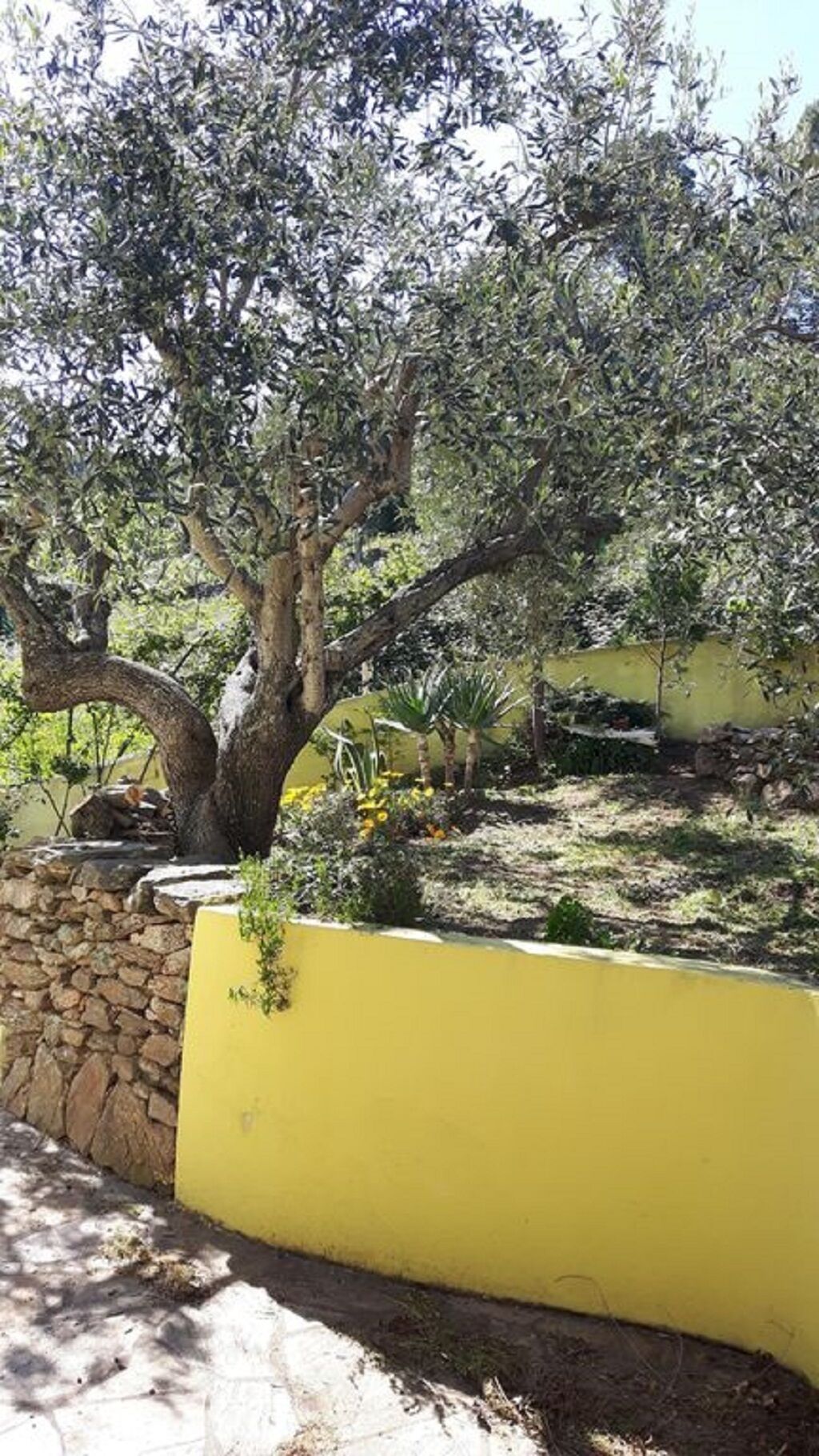 A tree with a curved trunk and a yellow wall in the foreground.