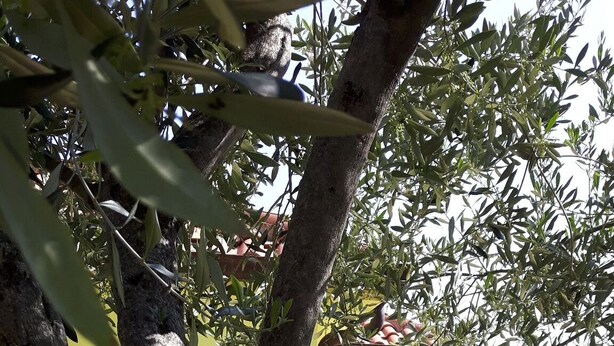 Un árbol con un tronco texturizado y follaje denso frente a un edificio con fachada amarilla y tejado de tejas rojas.