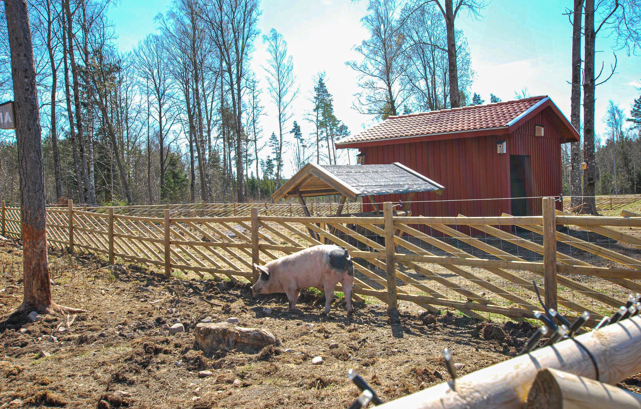 A pig in a fenced area with a red barn in the background.