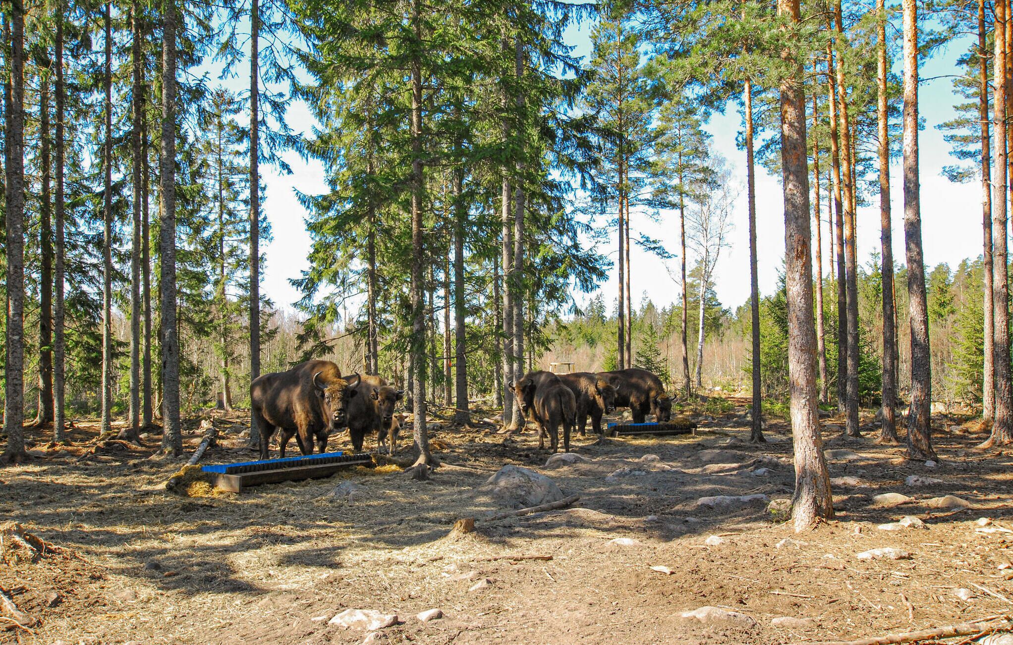 Ein bewaldetes Gebiet, in dem mehrere Bisons weiden.