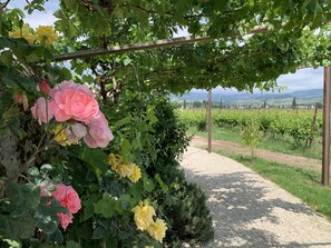 A vineyard with a gravel path and a pergola covered in climbing plants and flowers.