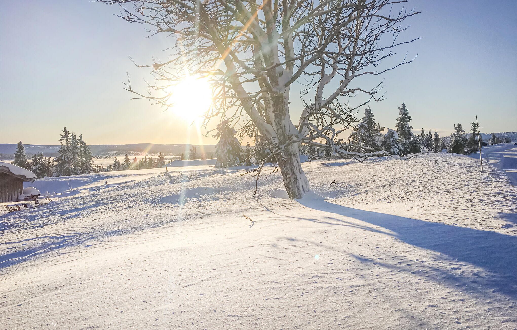 Schneebedeckte Landschaft mit einem Baum im Vordergrund und einem Haus im Hintergrund.