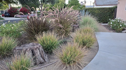 Neighborhood Cottage two blocks from Ventura Blvd. in Tarzana