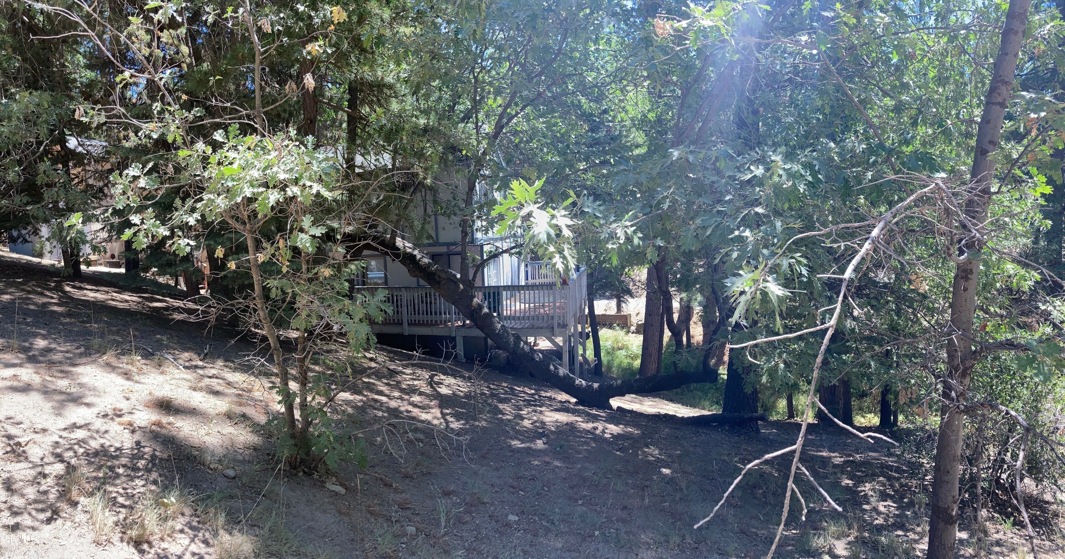 Une zone boisée avec une terrasse en bois et un sentier de terre menant à un bâtiment.