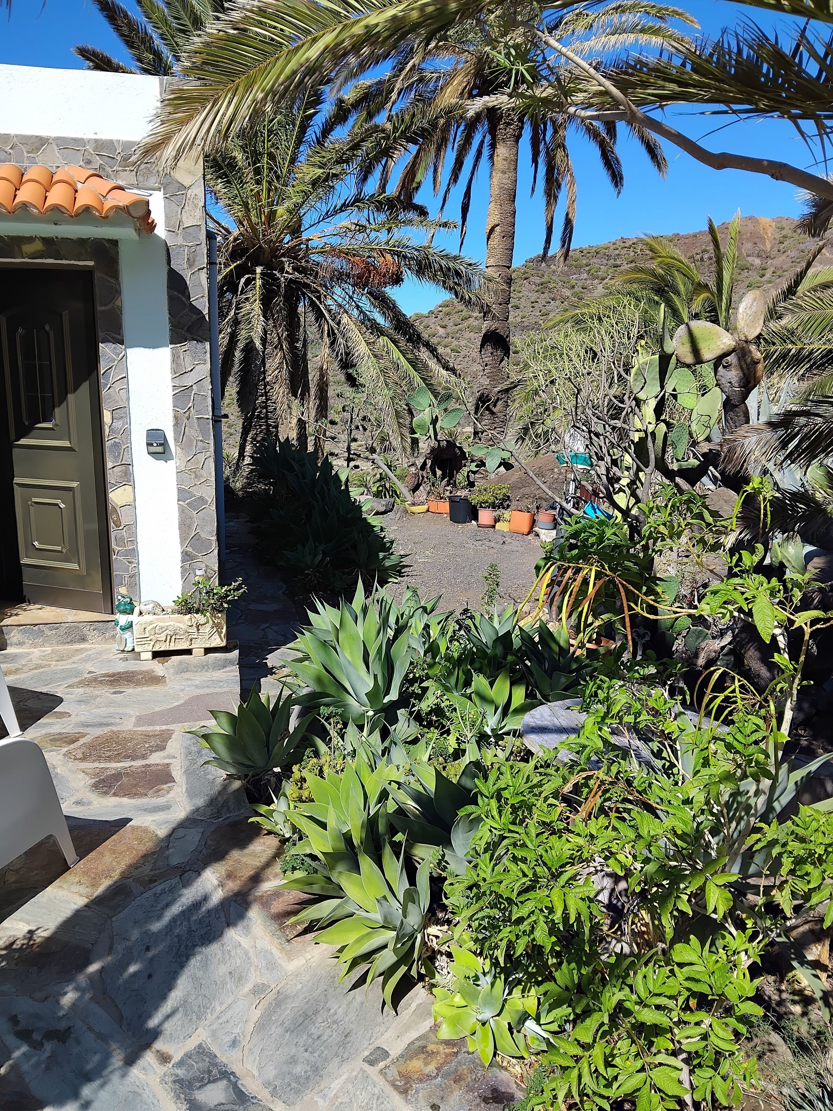 Un patio con un sendero de piedra que conduce a una puerta, rodeado de plantas y una palmera.