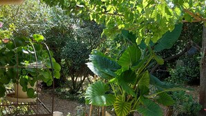 Un jardin agrémenté de plantes en pot et d’un chemin pavé de pierres.