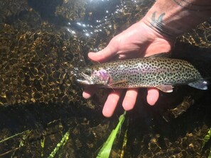 Uklassifisert bilde, 3 av 40, knapp