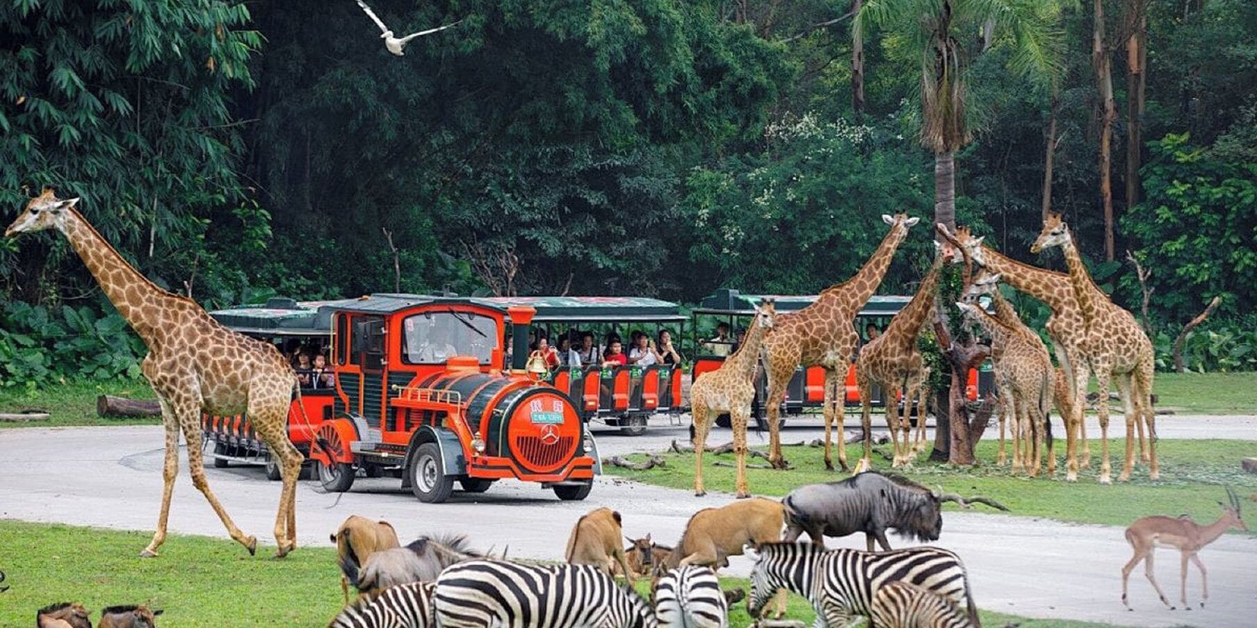 A safari vehicle with tourists observing giraffes and zebras.