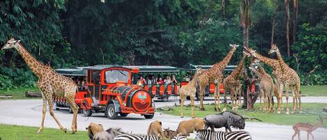 A safari vehicle with tourists observing giraffes and zebras.