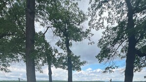 A picnic area with a bench and picnic table, surrounded by trees and a lake view.