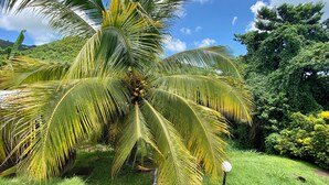 Un palmier chargé de noix de coco, dans un jardin luxuriant.