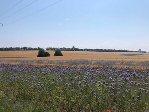 Luokittelematon kuva, 5 kautta 22, painike