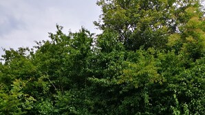 Un chemin de pierres qui traverse un jardin agrémenté de paillis rouge, de plantes vertes et d’une clôture en bois.