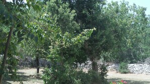 A garden with various plants and trees, including a prominent tree with dense foliage and flowering plants with pink blossoms. - Detached villa, Swimming pool, Spa, Garden furniture. Near Vallon Pont d'Arc. (Labastide-de-Virac)