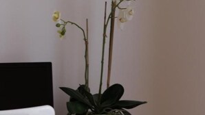 A white chair and a green potted plant with white flowers on a white table against a plain wall. - CAMERA MATRIMONIALE PANORMOS PIENO CENTRO STORICO (Palermo)